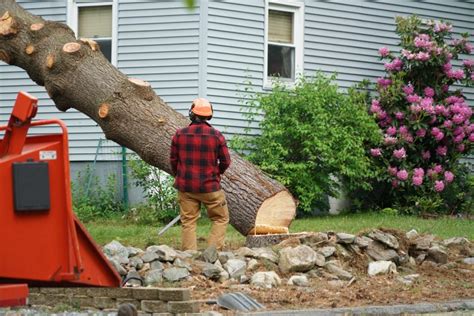 27 BEST local Tree Removals in Toowoomba City QLD 2024.